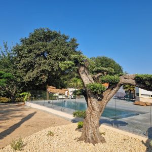 Image d'un olivier plateaux